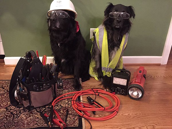 funny-parents-trolling-kids dogs ready to work