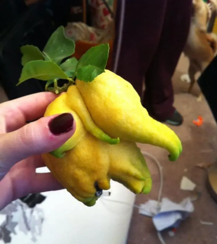oddly-shaped-fruit-vegetables-baby-elephant-lemon