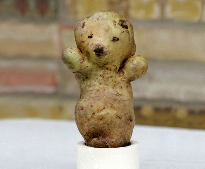 oddly-shaped-fruit-vegetables-bear-shaped-potato