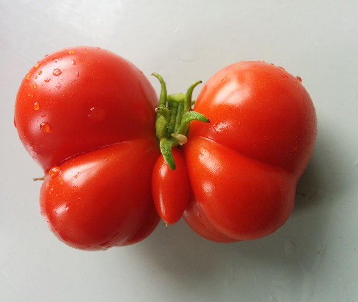 oddly-shaped-fruit-vegetables-butterfly-tomato