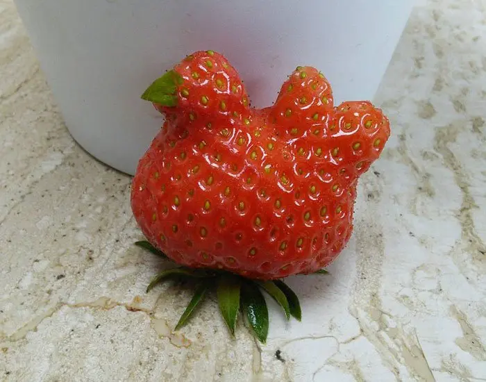oddly-shaped-fruit-vegetables-chicken-strawberyy