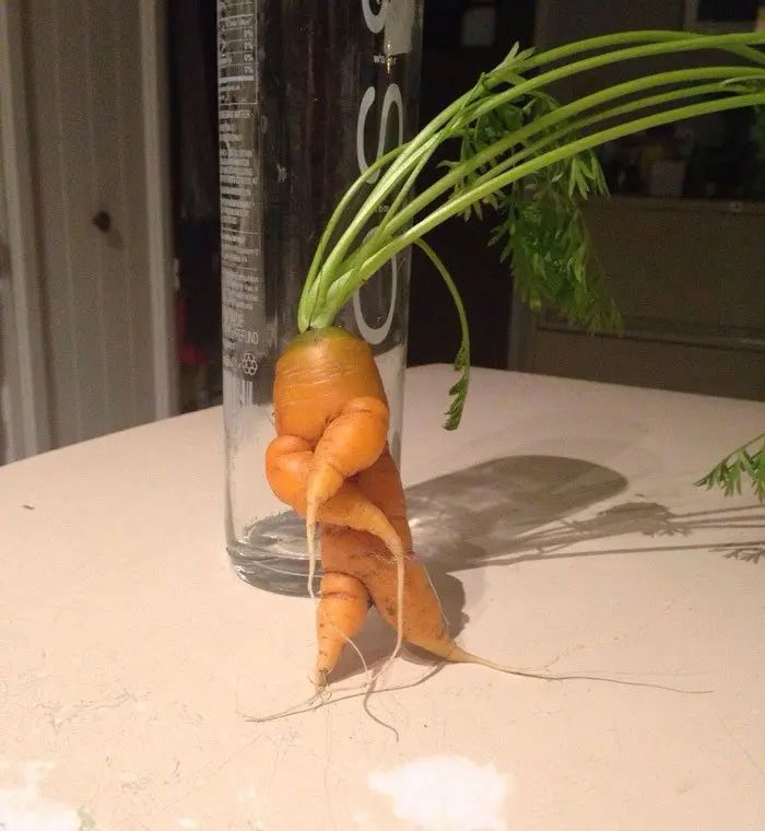 oddly-shaped-fruit-vegetables-dancing-carrot