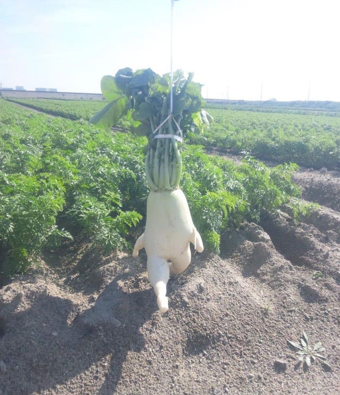 oddly-shaped-fruit-vegetables-evolved-radish