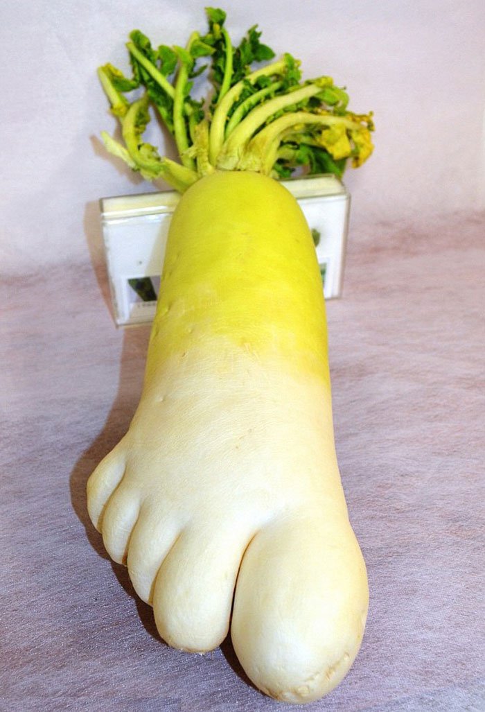 oddly-shaped-fruit-vegetables-foot-shaped-radish