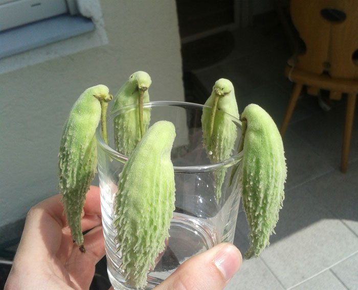 oddly-shaped-fruit-vegetables-fruit-birds