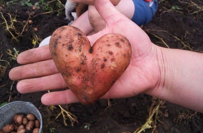 oddly-shaped-fruit-vegetables-heart-potato