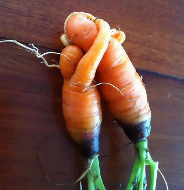 oddly-shaped-fruit-vegetables-mother-and-child-carrots