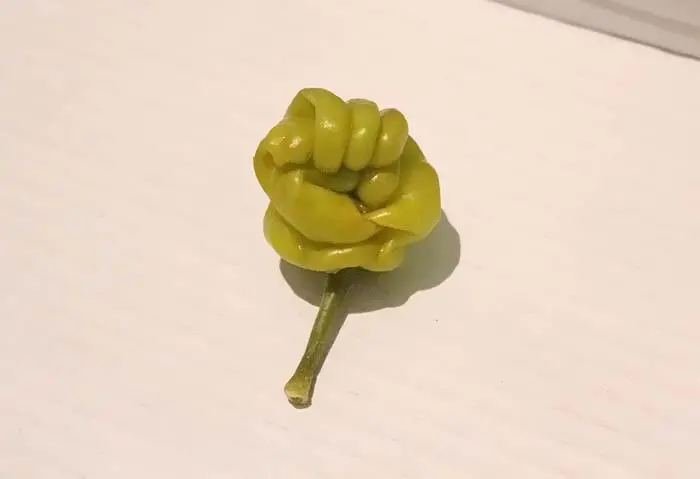 oddly-shaped-fruit-vegetables-pepper-fist