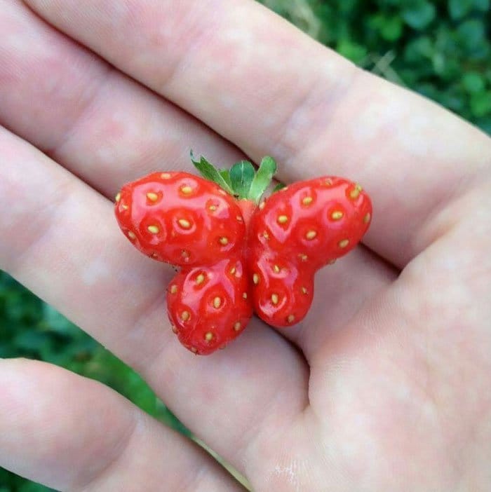 oddly-shaped-fruit-vegetables-strawberry-butterfly