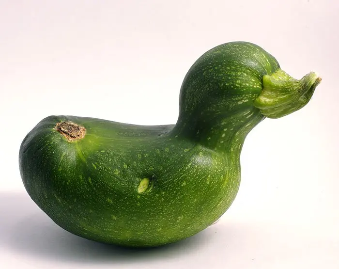 oddly-shaped-fruit-vegetables-zucchini-duck