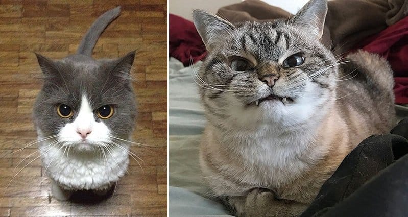 Adorable Angry Cats