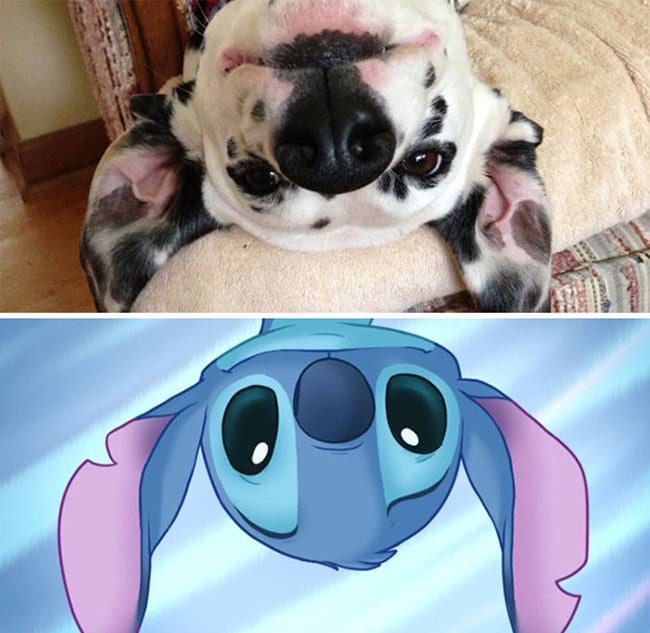 Real Life Cartoon Characters dog and stitch