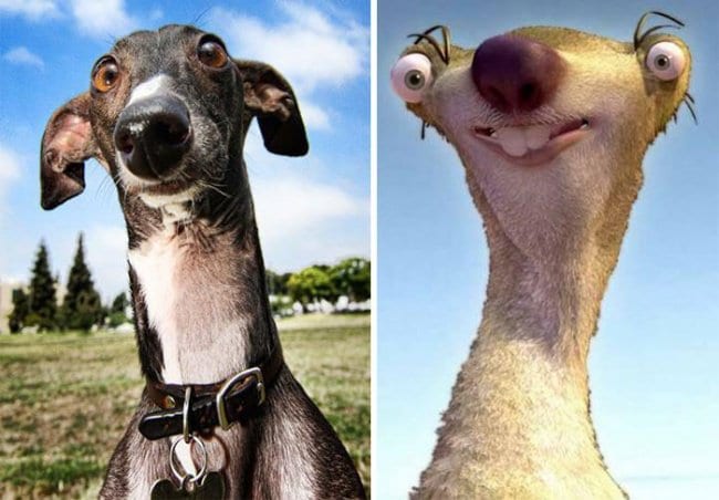 Real Life Cartoon Characters greyhound sid ice age