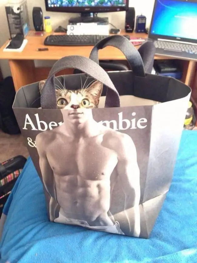 Shots Taken Perfect Moment cat abercrombie bag