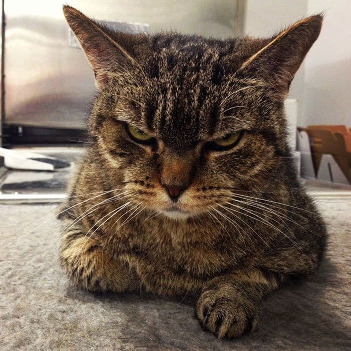 angry cats fed up