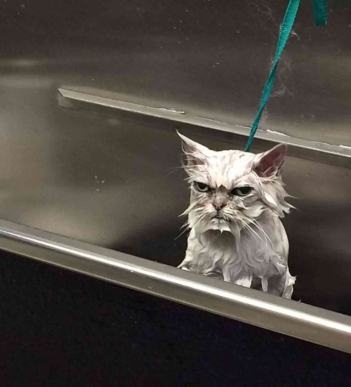 angry cats soaked and unamused