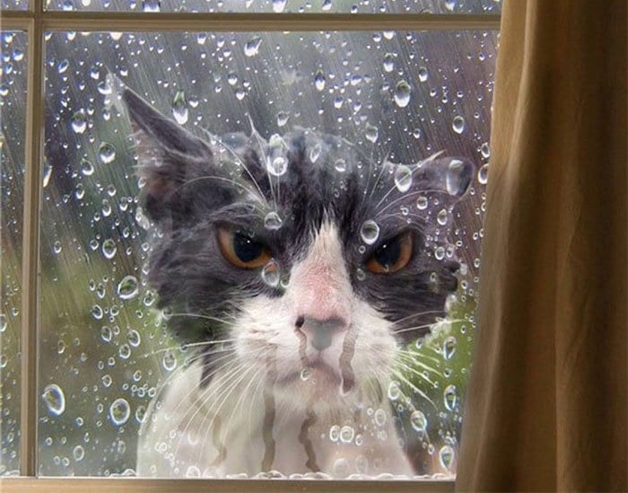 angry cats wet cat