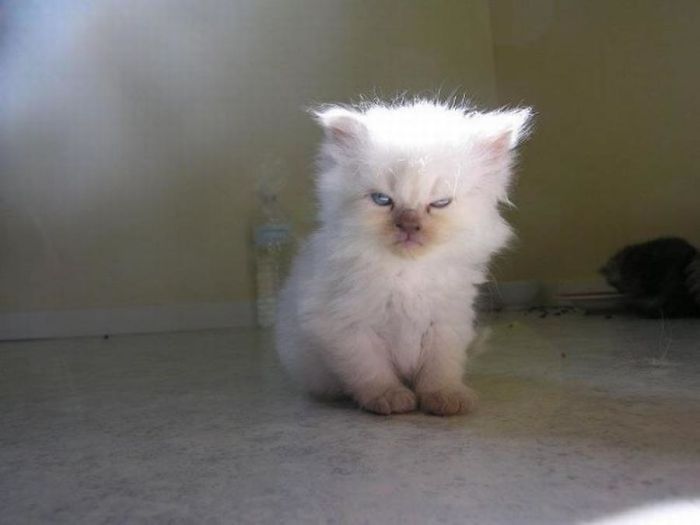 angry cats white kitten