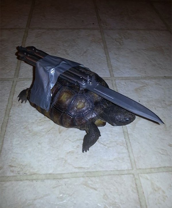 funny-couples guard turtle