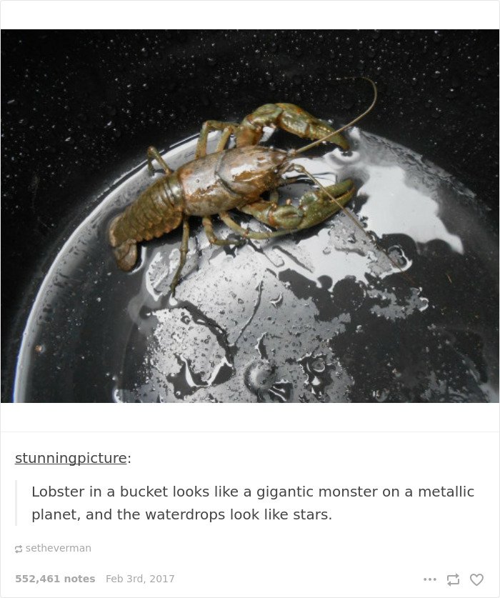 images that will change everything you knew lobster in bucket