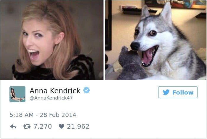 anna kendrick tweets dog comparison