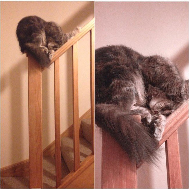 awkward cats sleeping bannister