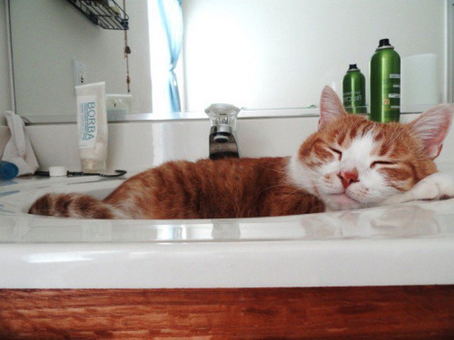 awkward cats sleeping basin