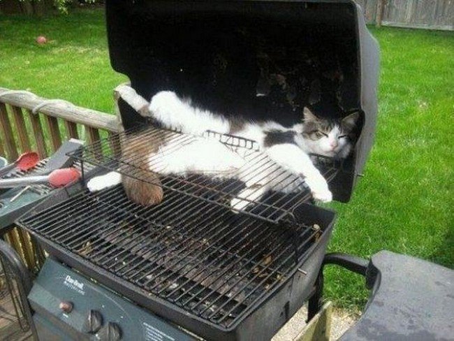 awkward cats sleeping bbq