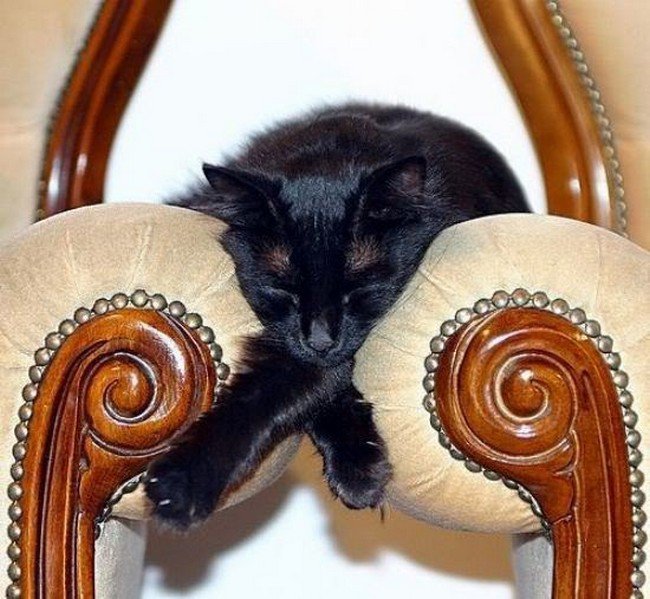 awkward cats sleeping between chairs