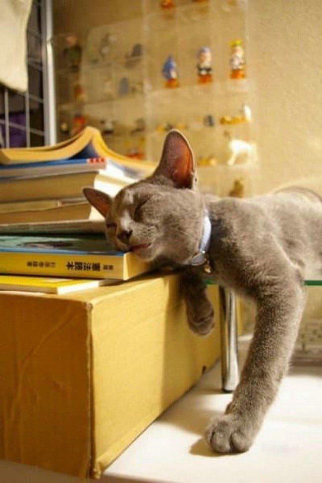 awkward cats sleeping books