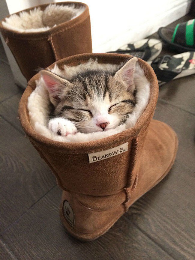 awkward cats sleeping boot