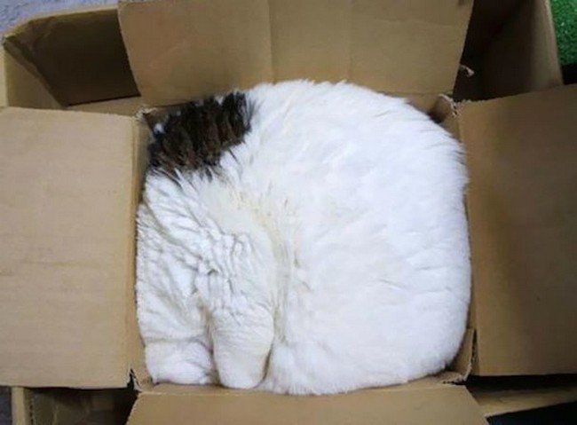 awkward cats sleeping box