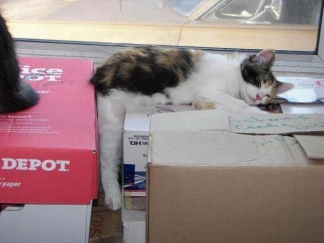 awkward cats sleeping boxes