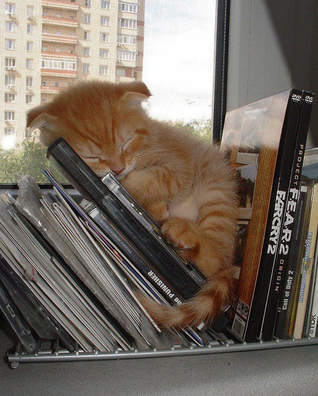 awkward cats sleeping cds