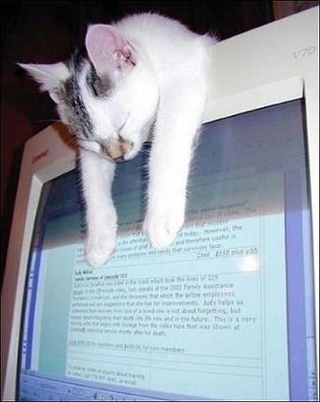 awkward cats sleeping computer screen