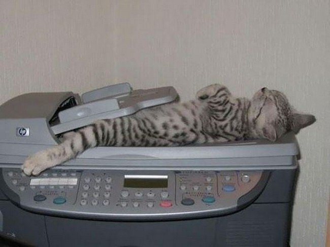 awkward cats sleeping copier
