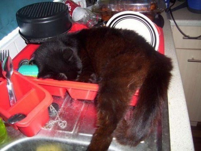 awkward cats sleeping dish rack