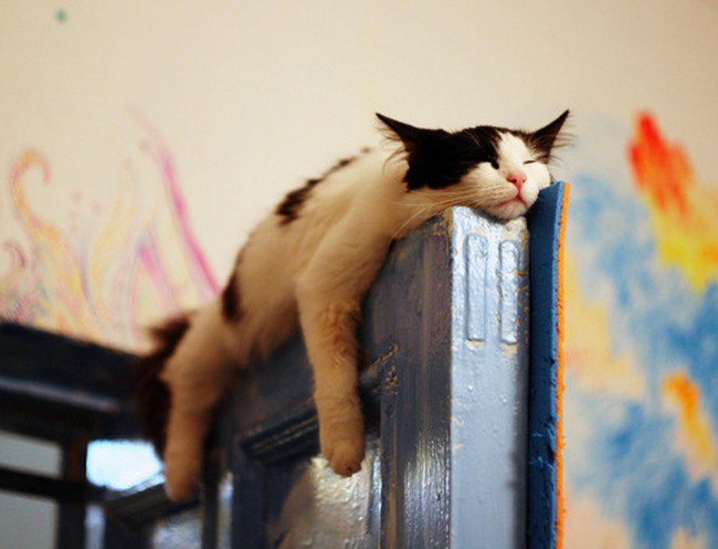 awkward cats sleeping doorframe