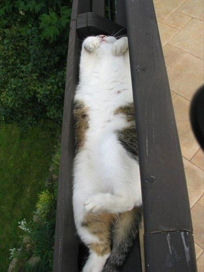 awkward cats sleeping gutter