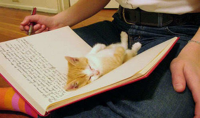 awkward cats sleeping journal