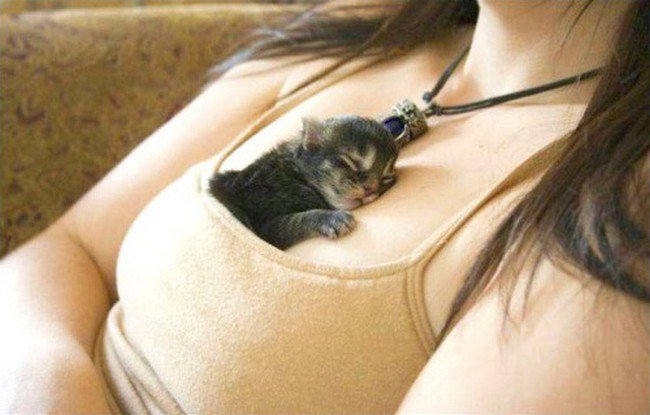 awkward cats sleeping ladies chest