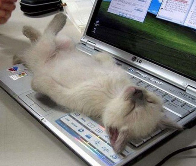 awkward cats sleeping laptop