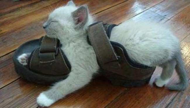 awkward cats sleeping sandal