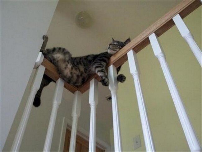 awkward cats sleeping stair rail