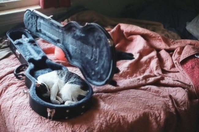 awkward cats sleeping violin case