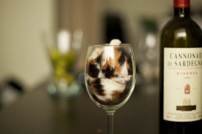 awkward cats sleeping wine glass