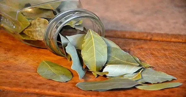 bay leaves