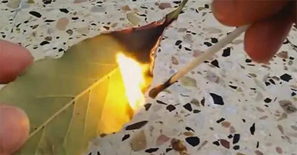 burning bay leaf