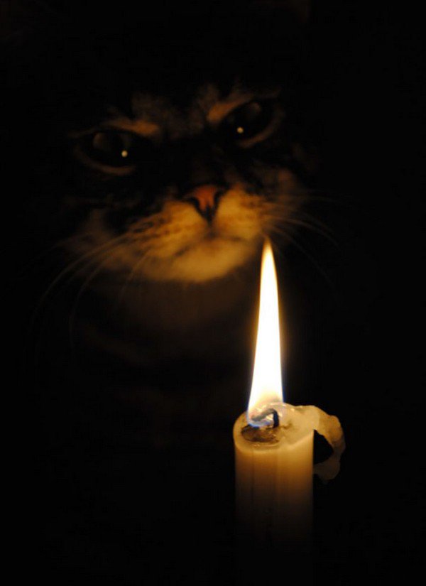 evil cats candle