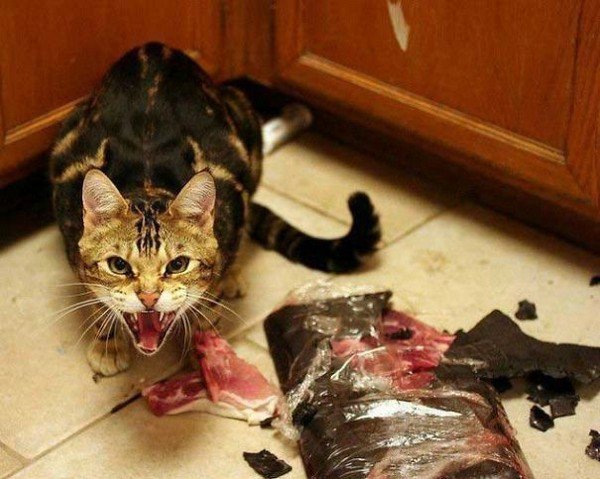 evil cats destroying food